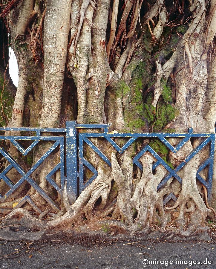 The tree and the fence
Sainte-Marie
Schlüsselwörter: Baum, Wurzeln, mÃ¤chtig, Kraft, durchwachsen, Zeit, Geschichte, StÃ¤rke, Beharrlichkeit, Festigkeit, Dynamik, Ausdauer, HartnÃ¤ckigkeit, hartnÃ¤ckig, Biologie, Wachstum, Geduld, Langmut, Holz, trees1