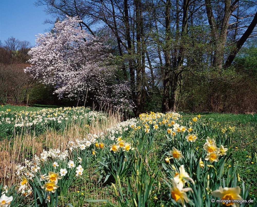 Narzissen
Rombergpark Dortmund
Schlüsselwörter: flowers1