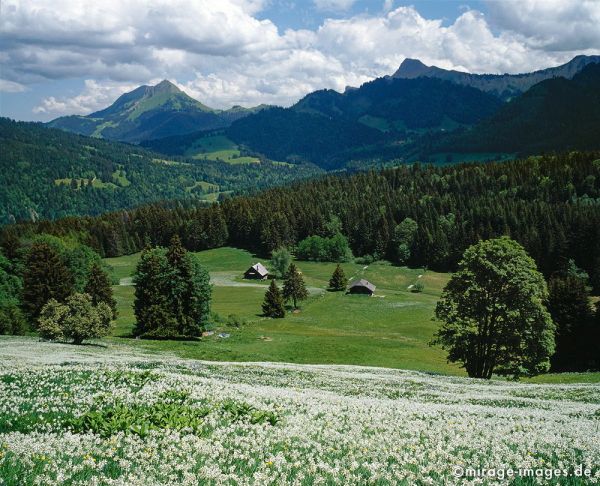 Narcissus poeticus
Les Pleiades
Schlüsselwörter: Berge, Hochgebirge, Blumen, Natur, natÃ¼rlich, Idylle, schÃ¶n, Urlaub, ecotourism, Entspannung, entspannen, Wildnis, unberÃ¼hrt, grandios, weiss, grÃ¼n, gesund, Stille, Ruhe, geschÃ¼tzt, Schutz, lieblich, idyllisch, Berghang, Weitblick, SchÃ¶nheit, Harmon