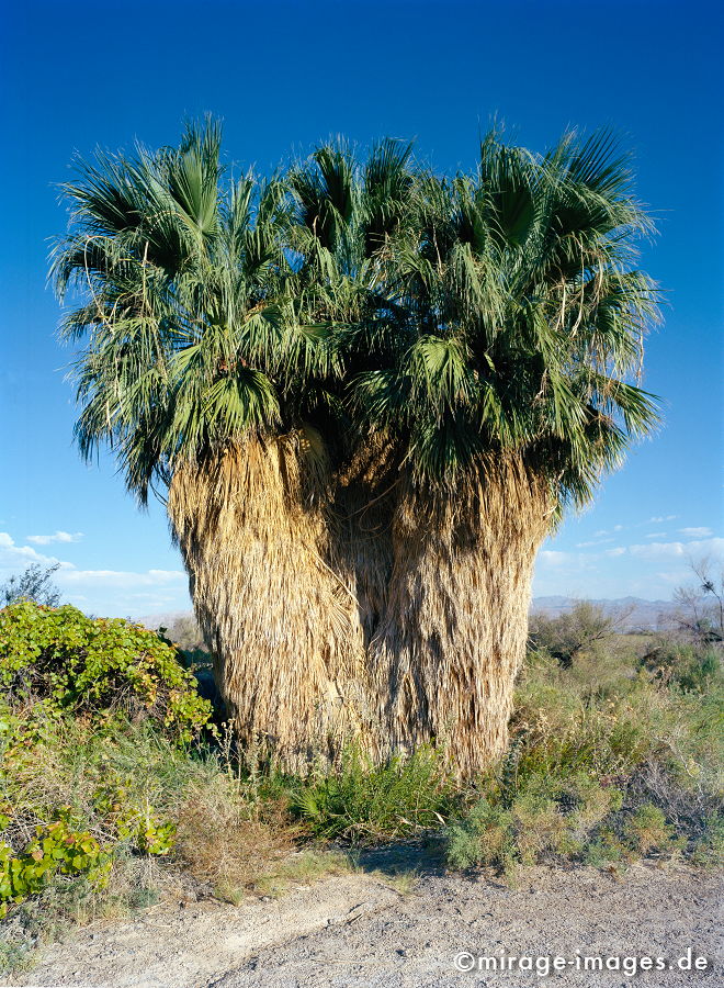 Palme in einer Oase
Laje Mead Nevada
