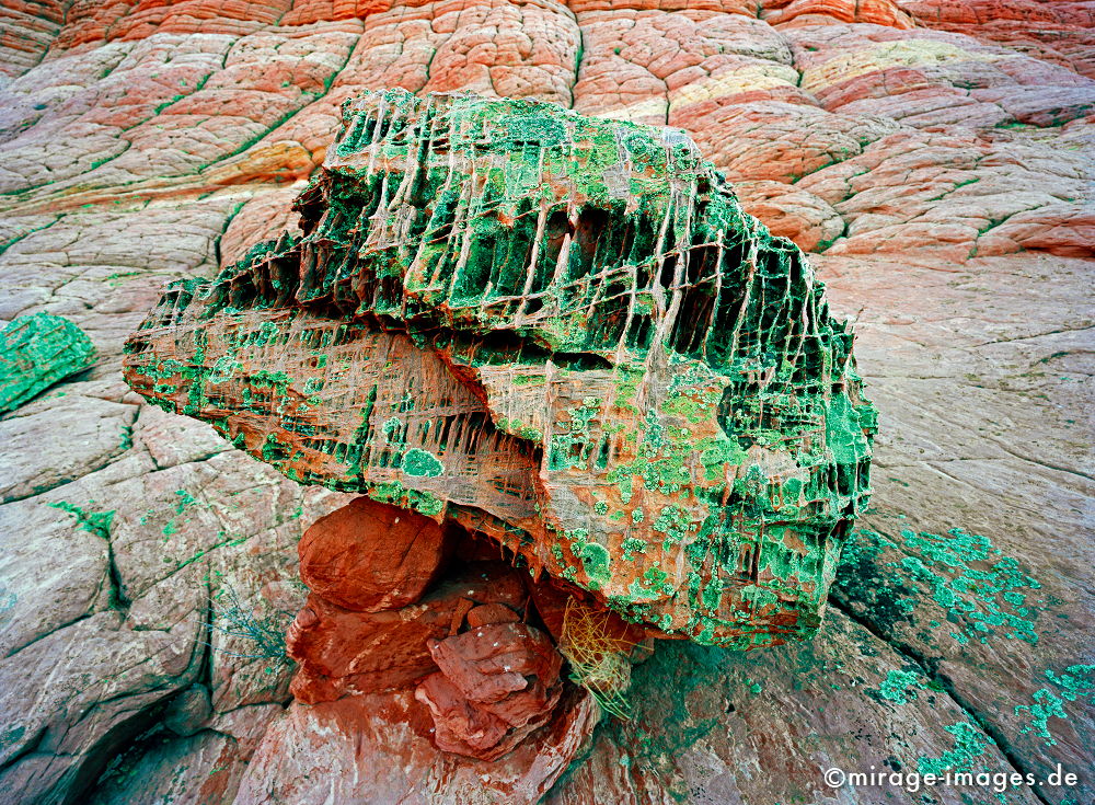 Brain
Paria Canyon - Vermillion Cliffs Wilderness
Schlüsselwörter: Kopf, Moos, Flechten, Gehirn, zerfurcht, rot, grÃ¼n, SchÃ¤del, Felsen, Stein, Wind, Sandstein, Erosin, Skulptur, rot, Erosion, Trockenheit, grotesk, versteinert, rot, Phantasie, Vorstellung, prÃ¤historisch, Abstraktion, Erdgeschichte, natureart1, skurri