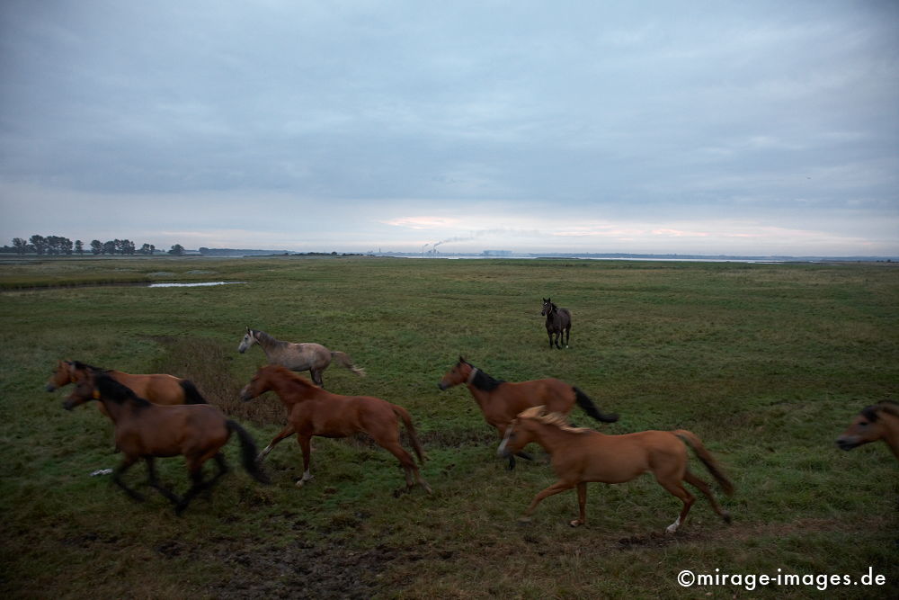 Wild Horses
Insel PÃ¶hl
Schlüsselwörter: animals1