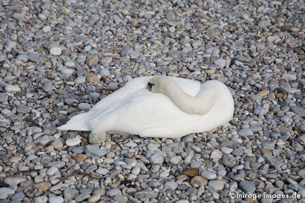 Schwanengefieder
München
Schlüsselwörter: weiss, jungfräulich, Rein, pur, Tier, sauber, strahlend, Feder, Natur, Vogel, Wasservogel, Poesie, poetisch, unbefleckt, natürlich, frisch, Gefieder, rein, klar, Cygnini, Mythos, Märchen, Mythologie, Sage, Anmut, Grazie, Symbol, Jungfräulichkeit, Lege
