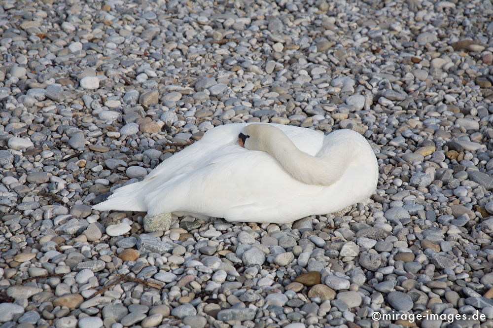 Schwanengefieder
MÃ¼nchen
Schlüsselwörter: weiss, jungfrÃ¤ulich, Rein, pur, Tier, sauber, strahlend, Feder, Natur, Vogel, Wasservogel, Poesie, poetisch, unbefleckt, natÃ¼rlich, frisch, Gefieder, rein, klar, Cygnini, Mythos, MÃ¤rchen, Mythologie, Sage, Anmut, Grazie, Symbol, JungfrÃ¤ulichkeit, Lege