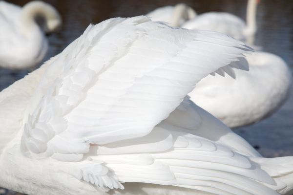 Schwanengefieder
Mnchen
Schlüsselwörter: weiss, jungfräulich, Rein, pur, Tier, sauber, strahlend, Feder, Natur, Vogel, Wasservogel, Poesie, poetisch, unbefleckt, natürlich, frisch, Gefieder, rein, klar, Cygnini, Mythos, Märchen, Mythologie, Sage, Anmut, Grazie, Symbol, Jungfräulichkeit, Lege