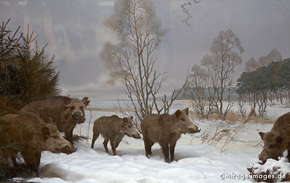 Wildschweine
Forschungsmuseum Alexander Knig Bonn
Schlüsselwörter: Sus scrofa