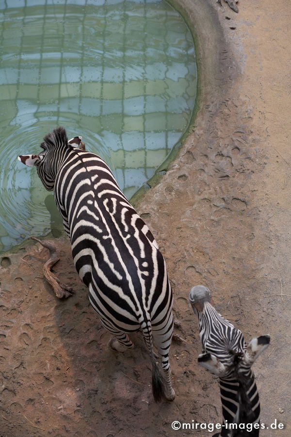 Zebras
Forschungsmuseum Alexander König Bonn
