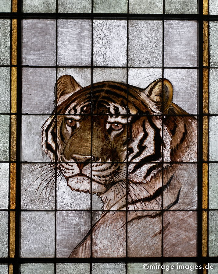 Tiger
Forschungsmuseum Alexander König Bonn
