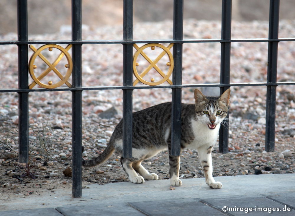 Wild Cat
Jebel Hafeet Abu Dhabi
Schlüsselwörter: animals1,