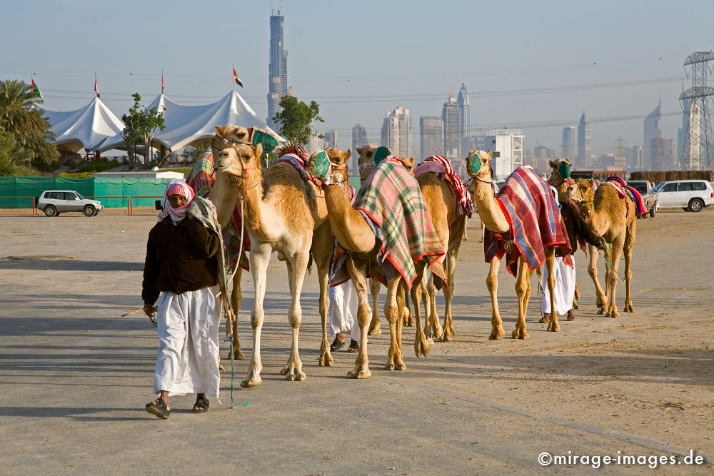 Karawane
Eingang zur Kamelrennbahn in Dubai
Schlüsselwörter: Dromedar, Rennen, Tradition, Verkehr, Reise, Abenteuer, dubai1, Reiter, Sport, HochhÃ¤user, Kamelrennen, Tiere, Mann, Mensch, Erfolg, Architektur, Zukunft, Baustelle, grenzenlos,