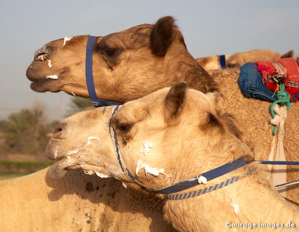 Camel Race
Schlüsselwörter: Dromedar, Rennen, Tradition, Verkehr, Reise, Abenteuer, Freizeit, Reiter, Sport, HochhÃ¤user, Kamelrennen, Tiere, Mann, Mensch, Erfolg, Architektur, Zukunft, Baustelle, grenzenlos,