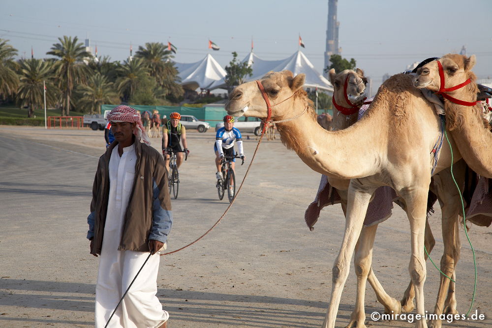 Camel Race
Schlüsselwörter: Dromedar, Rennen, Tradition, Verkehr, Reise, Abenteuer, Freizeit, Reiter, Sport, HochhÃ¤user, Kamelrennen, Tiere, Mann, Mensch, Erfolg, Architektur, Zukunft, Baustelle, grenzenlos,