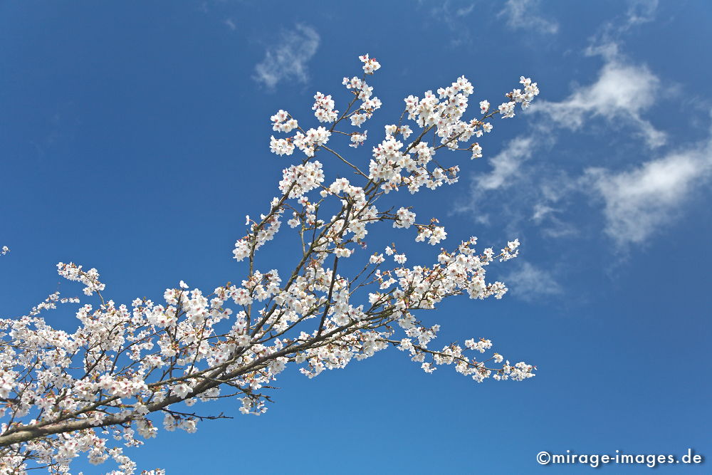 Kirschblüte
