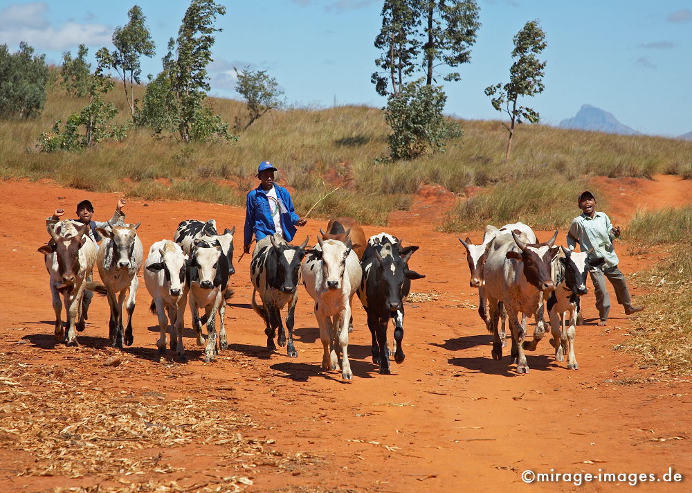 Zebu Herd
Fianarantsoa
Schlüsselwörter: animals1,