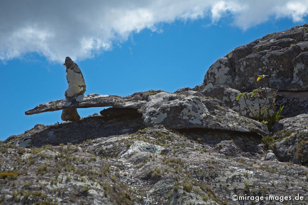 Bird
Parc National Andringitra
