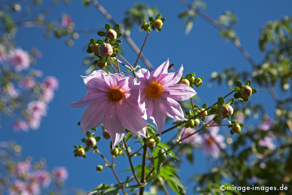 BlÃ¼ten
Madagaskar
