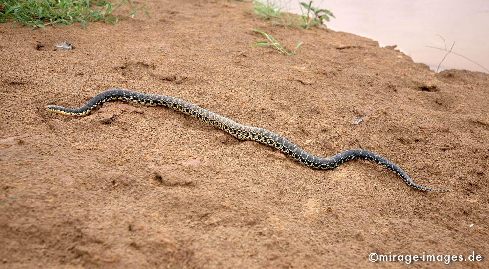 Schlange
am Tsiribihina
Schlüsselwörter: animals1