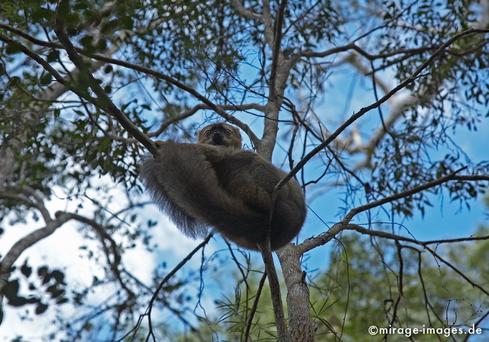 Eulemur fulvus rufus
Kirindi Andranomena Reserve special
Schlüsselwörter: animals1, Afrika, afrikanisch, Insel, exotisch, tropisch, Armut, Tropen, 3. Welt, Niedriglohn, Indischer Ozean, achte Kontinent, GewÃ¼rzinsel, Entwicklungsland, Naturwunder, franzÃ¶sisch, Frankreich, Kolonialismus, Kolonie, Artenreichtum, Artenvielfalt,