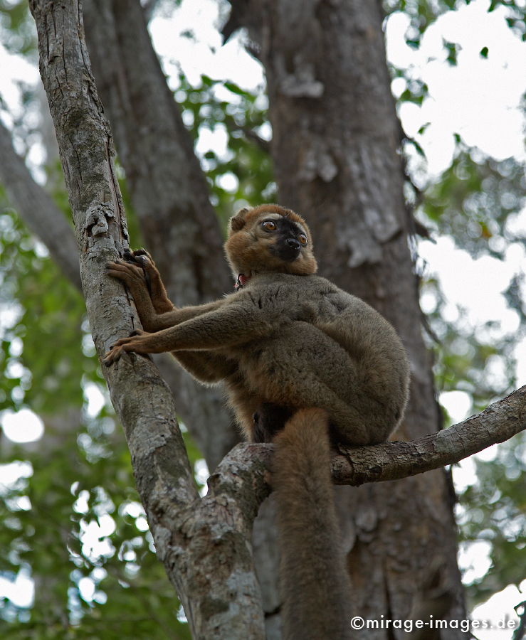 Eulemur fulvus rufus
Kirindi Andranomena Reserve special
Schlüsselwörter: animals1, Afrika, afrikanisch, Insel, exotisch, tropisch, Armut, Tropen, 3. Welt, Niedriglohn, Indischer Ozean, achte Kontinent, GewÃ¼rzinsel, Entwicklungsland, Naturwunder, franzÃ¶sisch, Frankreich, Kolonialismus, Kolonie, Artenreichtum, Artenvielfalt,