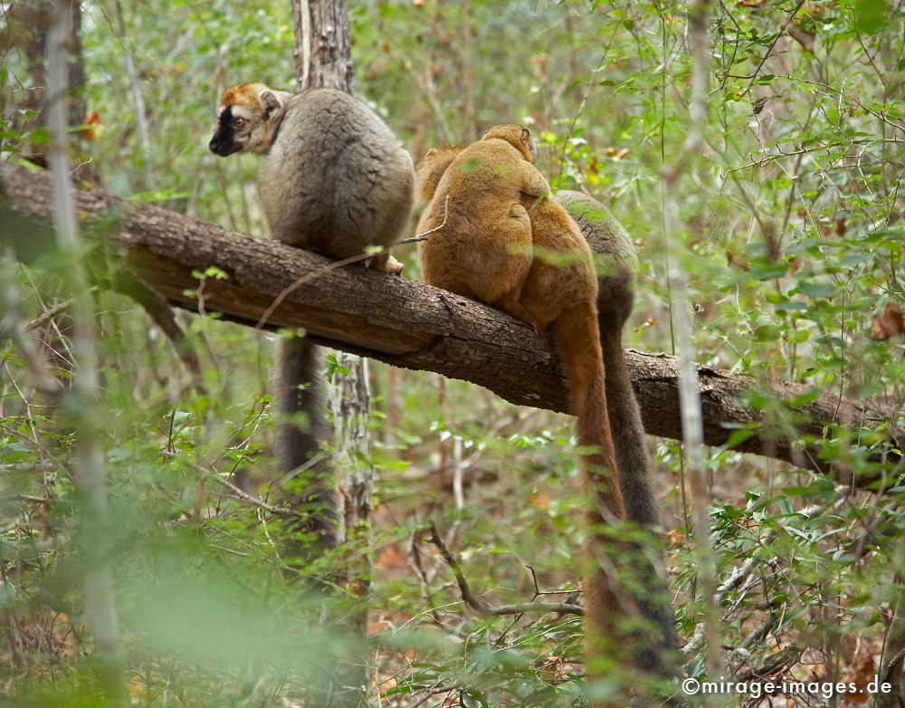 Lemurensitzung
Kirindi Andranomena Reserve special
Schlüsselwörter: animals1, Afrika, afrikanisch, Insel, exotisch, tropisch, Armut, Tropen, 3. Welt, Niedriglohn, Indischer Ozean, achte Kontinent, GewÃ¼rzinsel, Entwicklungsland, Naturwunder, franzÃ¶sisch, Frankreich, Kolonialismus, Kolonie, Artenreichtum, Artenvielfalt,