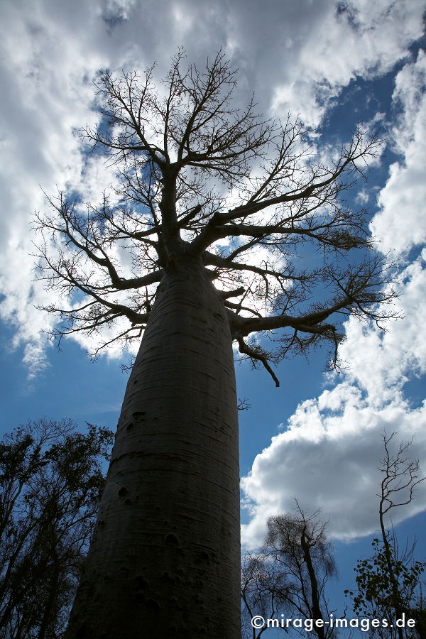 Baobab
Toliara
Schlüsselwörter: alt, Symbol, uralt, Natur, endemisch, SehenswÃ¼rdigkeit, Tourismus, Tourist, Urwald, Magie, magic, Geheimnis, selten, Festigkeit, Wildnis, Alter, Himmel, wachsen, Wachstum, altern, majestÃ¤tisch, Baum, trees, Wasserspeicher, Zeit, Affenbrotbaum, Sukkulent