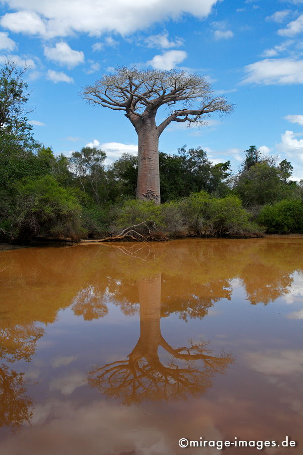 Baobab
Madagaskar
Schlüsselwörter: Affenbrotbaum, Sukkulent, Savanne, heilig, rätselhaft, Vergangenheit, Gedächtnis, überleben, Relikt, Seltenheit, eindrucksvoll, Heirat, verbunden, Bund, Naturwunder,