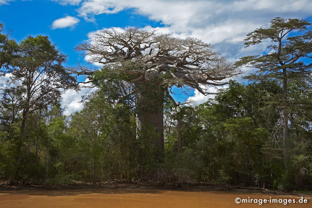 Baobab
Toliara
Schlüsselwörter: alt, Symbol, uralt, Natur, endemisch, Sehenswürdigkeit, Tourismus, Tourist, Urwald, Magie, trees1, Geheimnis, selten, Festigkeit, Wildnis, Alter, Himmel, wachsen, Wachstum, altern, majestätisch, Baum, Bäume, Wasserspeicher, Zeit, Affenbrotbaum, Sukkule