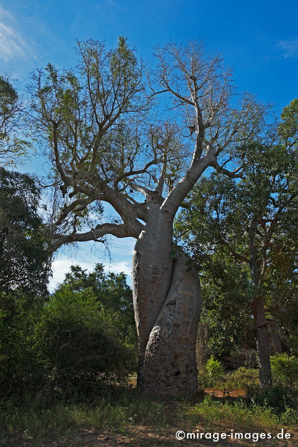 Les Amoureux
2 engumschlungene BaobabbÃ¤ume - Adansonia rubrostipa
Schlüsselwörter: Liebe, Liebende, alt, Symbol, uralt, Natur, endemisch, SehenswÃ¼rdigkeit, Tourismus, Tourist, Urwald, Magie, magic, Geheimnis, selten, Naturwunder, ZÃ¤rtlichkeit, Festigkeit, Wildnis, BerÃ¼hrung, Alter, Himmel, love1, Wachstum,