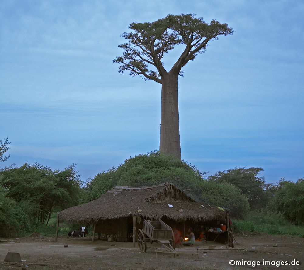 Baobab
Avenue de Baobab
Schlüsselwörter: alt, Symbol, uralt, Natur, endemisch, Sehenswürdigkeit, Tourismus, Tourist, Urwald, Magie, magic, Geheimnis, selten, Naturwunder, Festigkeit, Wildnis, Berührung, Alter, Himmel, wachsen, Wachstum, altern, majestätisch, Baum, trees1, Wasserspeicher, Zeit
