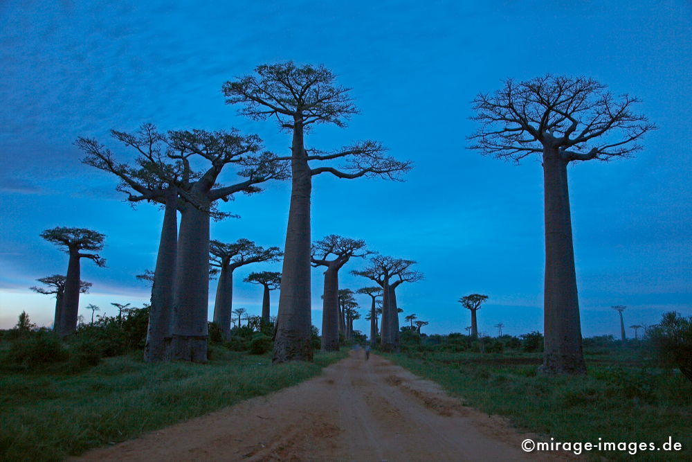 Avenue de Baobab
Morondrave
Schlüsselwörter: alt, Symbol, uralt, Natur, endemisch, SehenswÃ¼rdigkeit, Tourismus, trees1, Urwald, Magie, magic, Geheimnis, selten, Naturwunder, Festigkeit, Wildnis, BerÃ¼hrung, Alter, Himmel, wachsen, Wachstum, altern, majestÃ¤tisch, Baum, BÃ¤ume, Wasserspeicher, Zeit