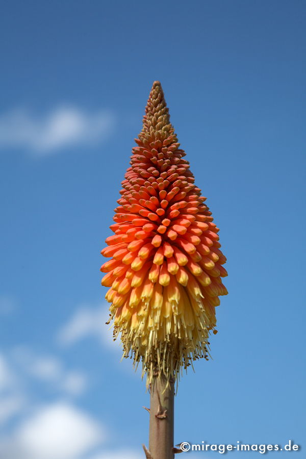 Madagaskar
