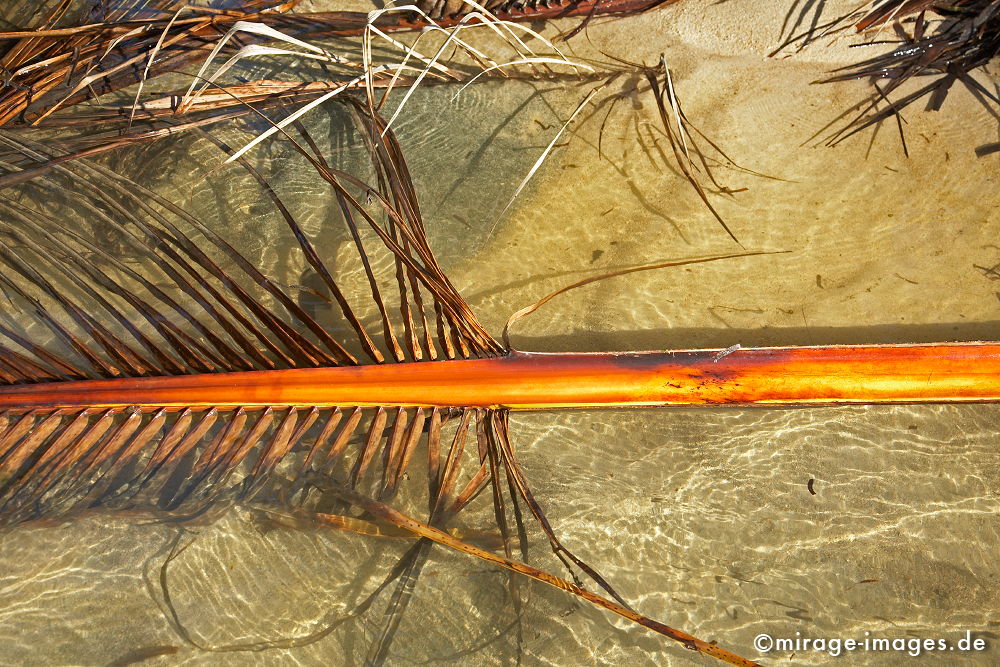 Palmwedel
L´ile aux Nattes
