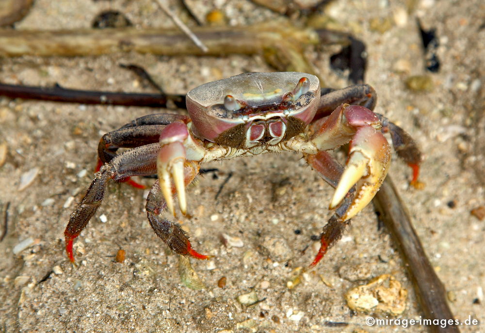 Krabbe
Strandkrabbe auf dem Weg zum Piratenfriedhof
