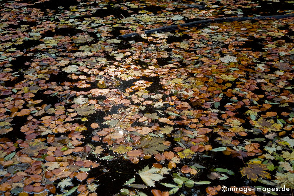 Autumn Leaves
Freiburg
Schlüsselwörter: autumn1, BlÃ¤tter, Wasser. fliessen, Laub,