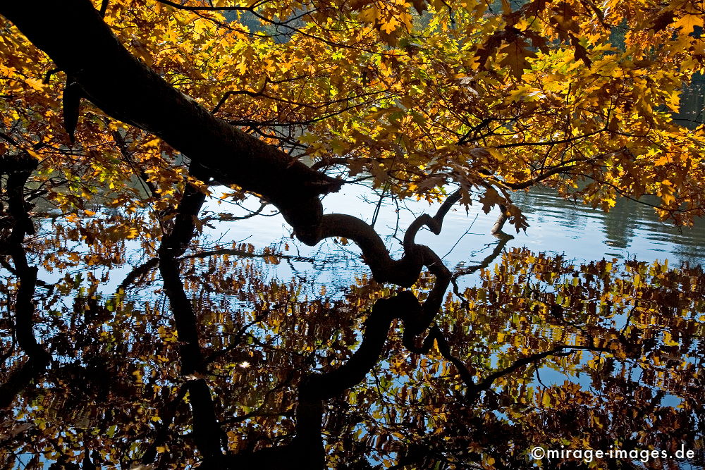 Ast
Teich im Rombergpark Dortmund
Schlüsselwörter: trees1, autumn1, Baum, Herbst, Laub, feucht, humide, gold