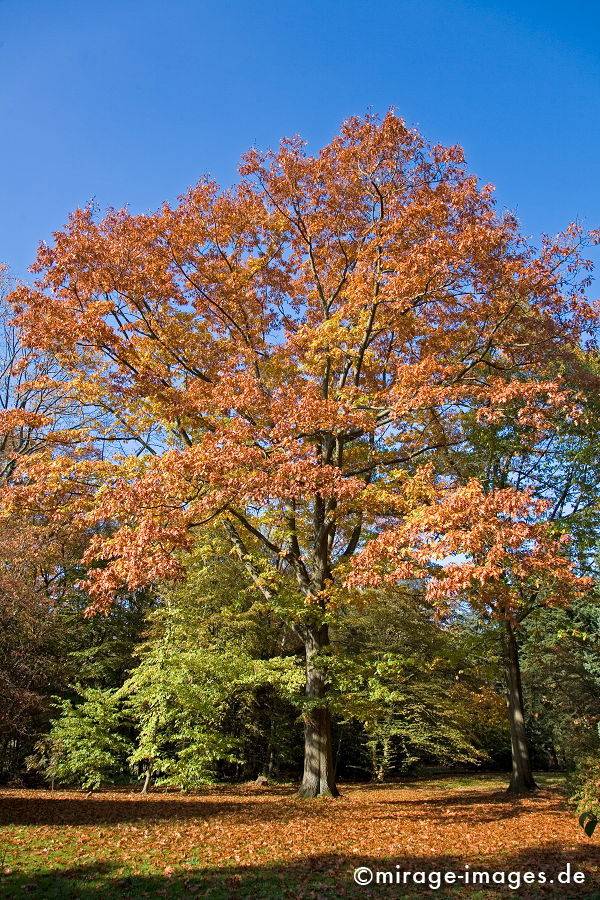 Roteiche
Rombergpark Dortmund
Schlüsselwörter: autumn1, Blätter, Baum, Laub, warm, Stimmung, blau, Himmel,