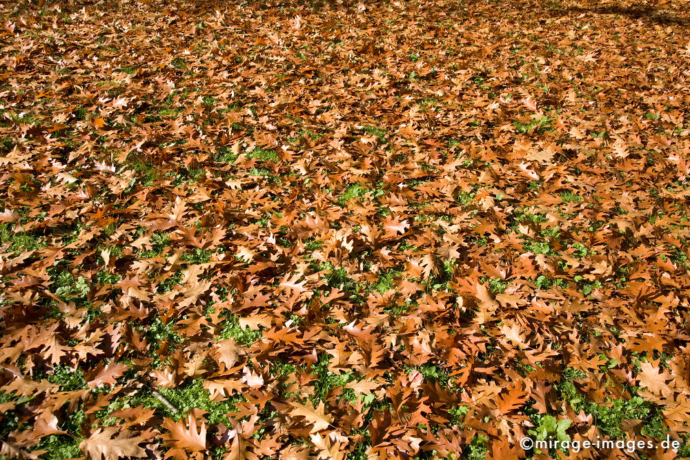 Eichenlaub
Rombergpark
Schlüsselwörter: Herbst, Wald, verwelkt, Blätter, Park, Baum, BÃ¤ume, entspannt, Entspannung, Erholung, Harmonie, Melancholie, Natur, natÃ¼rlich, Jahreszeit, Eiche, EichenblÃ¤tter, gelb, Wiese, Deutschland, Ruhrgebiet, Nordrhein Wesfalen, NRW, Naherholungsgebiet,