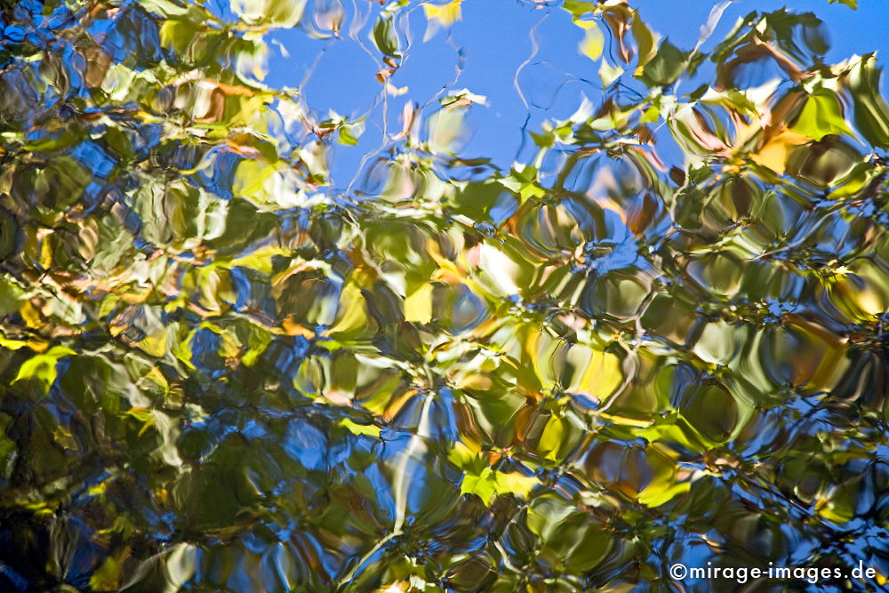 Spiegelung
Schlüsselwörter: plants1