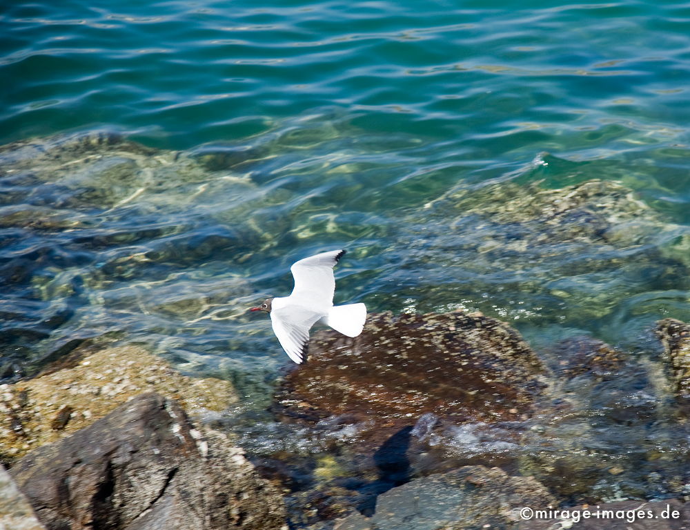 Möve Jonathan
Muttrah
Schlüsselwörter: animals1, Vogel, Wasser, Tier, Küste, Flug, fliegen, weiss, rein, sauber, Schönheit, souverän, 