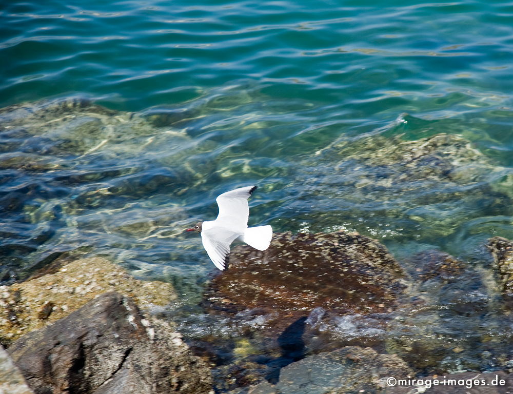 MÃ¶ve Jonathan
Muttrah
Schlüsselwörter: animals1, Vogel, Wasser, Tier, KÃ¼ste, Flug, fliegen, weiss, rein, sauber, SchÃ¶nheit, souverÃ¤n, 