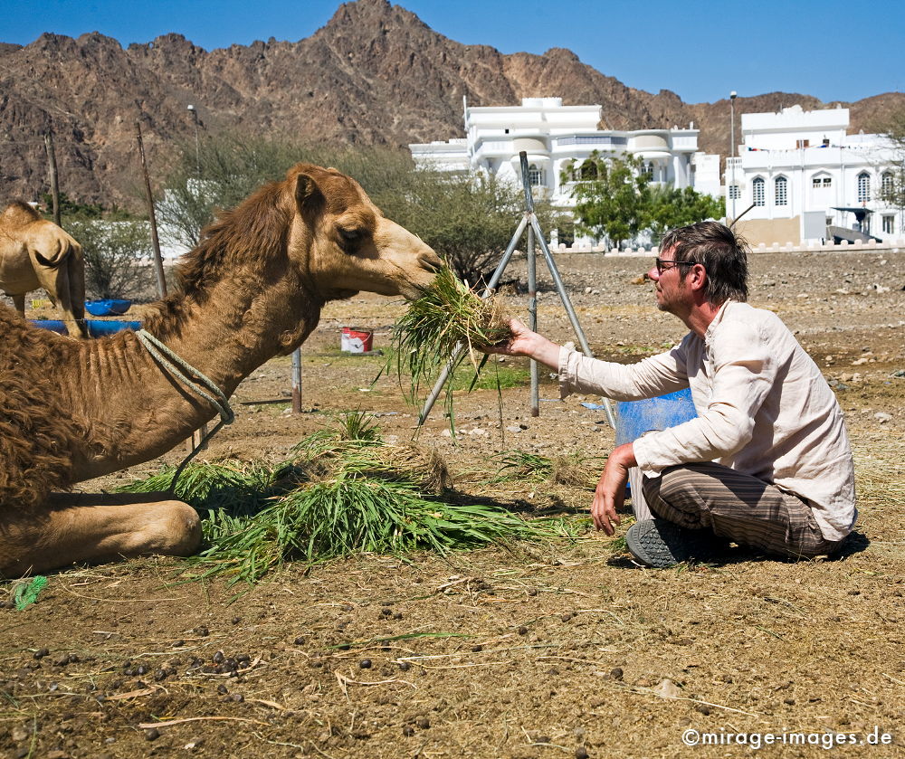 2 camels
Muscat Muttrah
Schlüsselwörter: Mensch, Tier, Kamel, fressen, Gras, Kommunikation, Freundschaft, NÃ¤he, menschlich, animals1, Beziehung, gemÃ¼tlich, freundlich, sitzen, ErnÃ¤hrung, exotisch, romantisch, Urlaub, warm, Sonne, Abenteuer, Reise, 