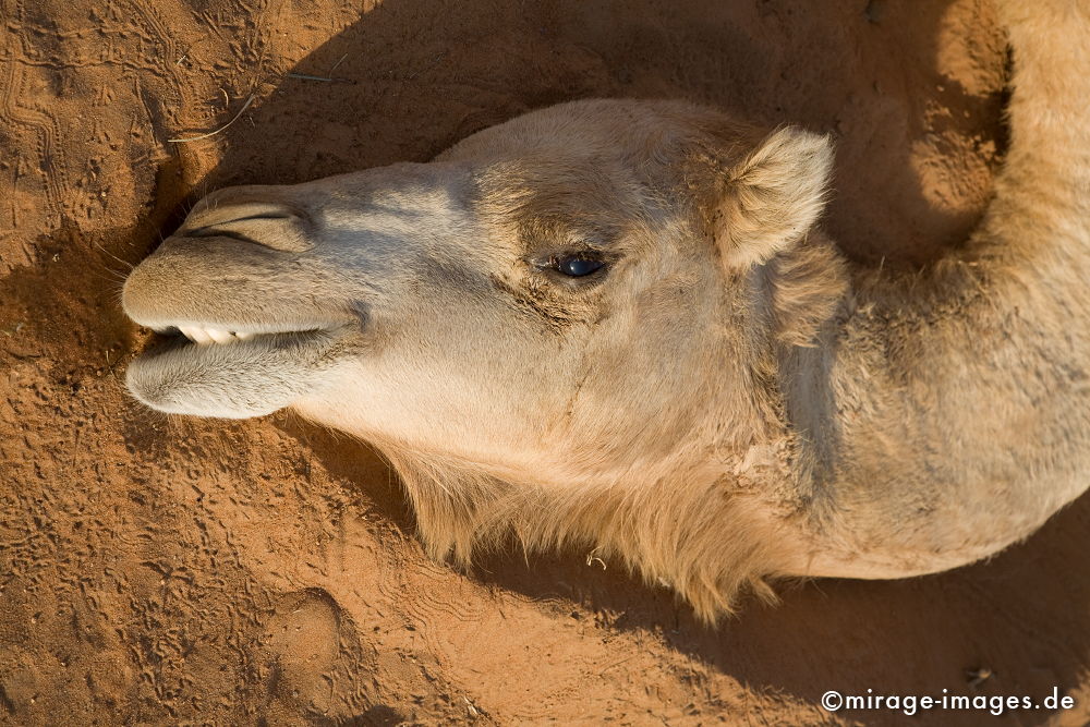 Dead Camel
Wahiba Sharquiya Sands 
Schlüsselwörter: Wüste, friedlich, essen, karg, Sonne, Tod, irritierend, Gefühl, heiss, Hitze, Sand, ocker, Fell, Säugetiere, Fortbewegung, Dromedar, Tier, sterben, weggeworfen, trocken, abstossend, Gefühl, Fell, Trockenheit, trocken, Hitze, animals1,