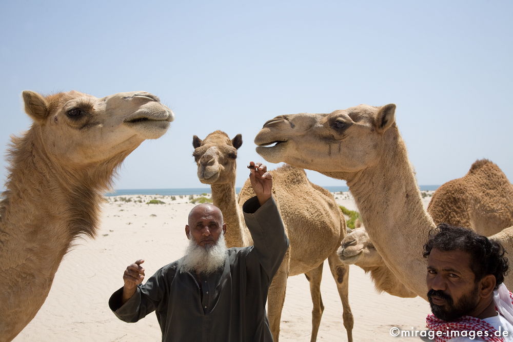 Feeding Camels
Sharqiyah
Schlüsselwörter: Kamele, füttern, alter Mann, omani, Mensch, Datteln, Sand, Tiere, Fürsorge, Pflege, Obhut, einfach, Stolz, Besitzer, Dromedar, Küste, Strand, Bart, Glatze, Kahlkopf, genügsam, Respekt, 