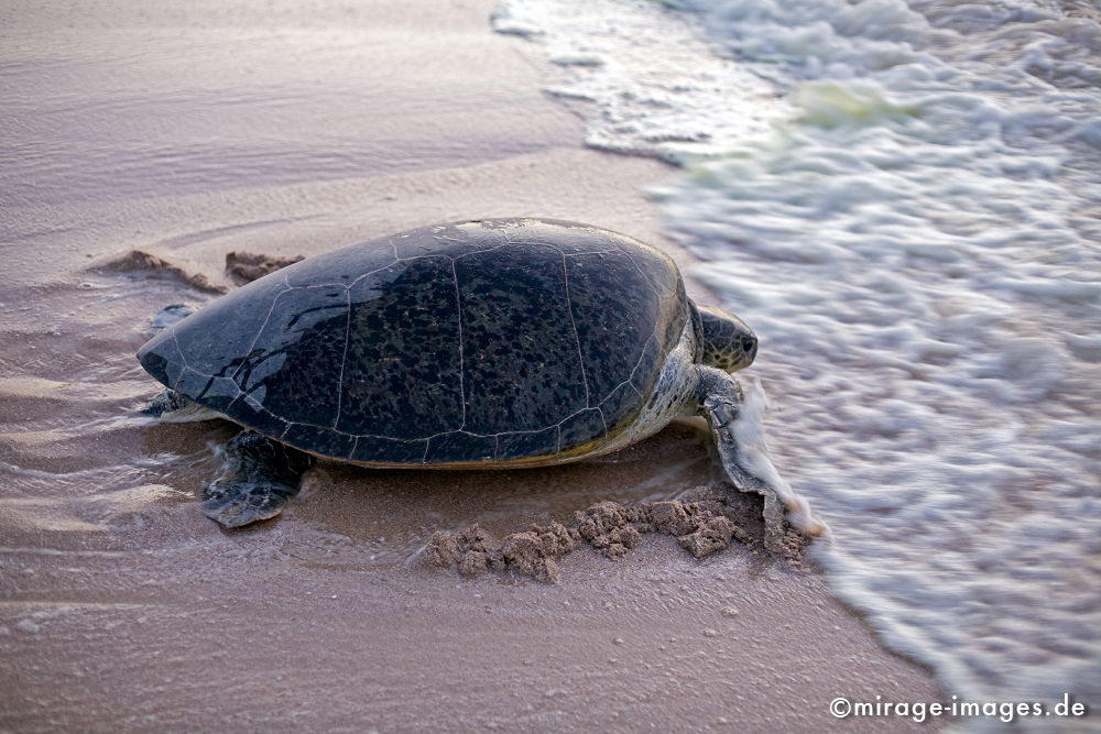 Green turtle
Raz al Jinz
Schlüsselwörter: animals1, Küste, Ufer, Sand, Wasser, Meer, Schildkröte, Panzer, bedroht, Art, Eiablage, Niststrand, Artenschutz, Fortpflanzung, Tier, exotisch, romantisch, Paradies, Natur, natürlich, Wildnis, Sehenswürdigkeit, Tourismus, 