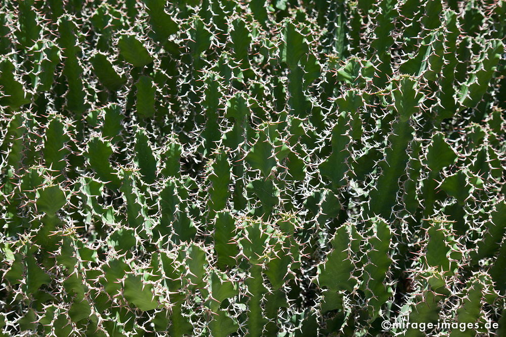 cactuses
Le Jardin d'Eden 
Schlüsselwörter: Reunion1, Pflanzen, Kaktus, Kakteen, Sukkulenten, Pflanzen, Dornen, Sonne, Gegenlicht, 