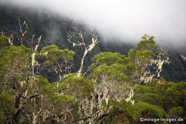 Rainforest
ForÃ©t de BÃ©bour
Schlüsselwörter: Regenwald, grÃ¼n, Ã¼ppig, Wald, Farn, mystisch, MÃ¤rchen, fruchtbar, Fruchtbarkeit, gesund, feucht, nass, Diversifikation, Biologie, zerbrechlich, empfindlich, idyllisch, Leben, Harmonie, weich, Stille, Moos, Moder, Wildnis, wuchern, feucht, Baum, Urwald,