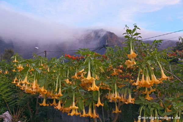 Engelstrompeten 
Cilaos
Schlüsselwörter: flowers1, gelb, Blume, BlÃ¼ten, Strauch, Ã¼ppig, Berge, Nebel, grÃ¼n, giftig, NachtschattengewÃ¤chs, Garten, Botanik, Biologie, 