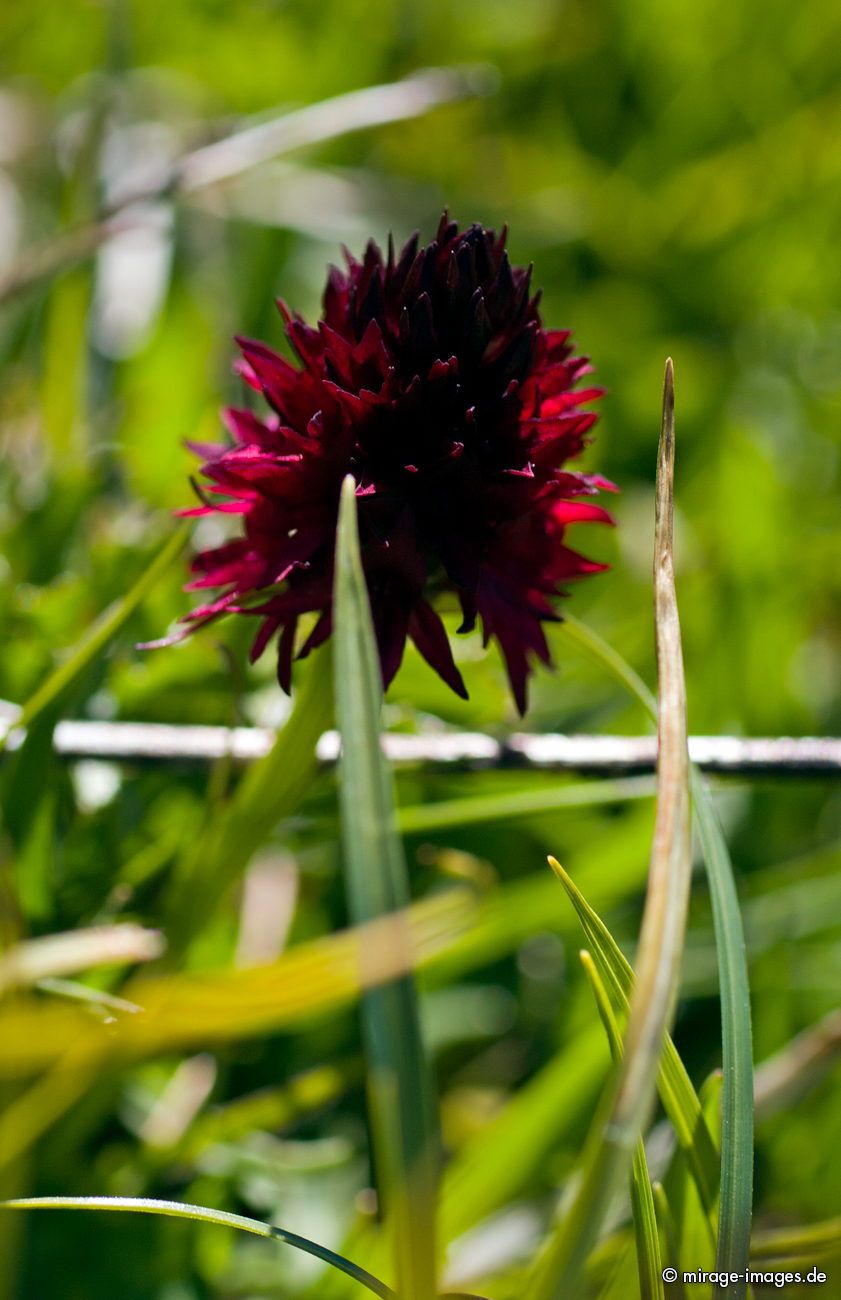 Männertraum - Blutströpfchen-Kohlröschen
Muverans
Schlüsselwörter: Pflanzen Blume Blumen Blüte Blüten blühen Blütenpflanze Bluetenpflanzen blühen blühend Biologie Flora Blütenstand Alpenblume Alpenblumen Alpenpflanze Alpen
