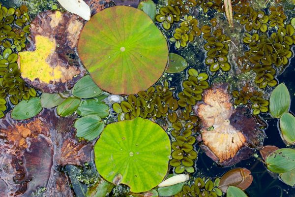Hydrophyten
Bochum
Schlüsselwörter: OberflÃ¤che Wasser grÃ¼n Hydrophyten schwimmen bunt BlÃ¤tter Teich Pflanze Botanik Flora Photosynthese filigran SchÃ¶nheit Natur 