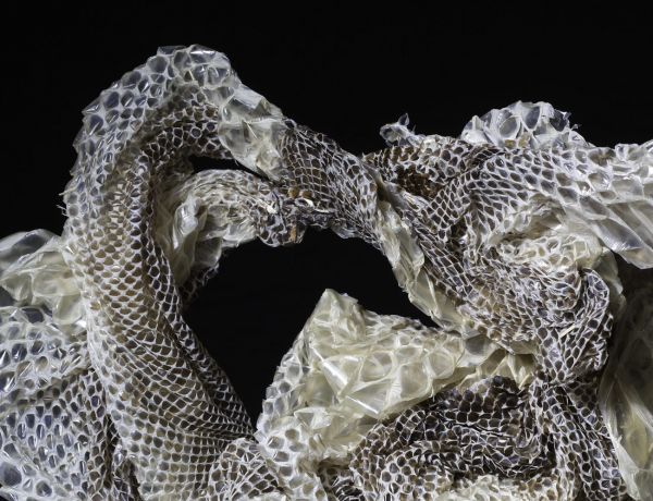 Häutung
Boa constrictor
Schlüsselwörter: Haut Tier tot Alien unheimlich mysteriös Häutung Schlangenhaut Muster Eleganz elegant Transparenz transparent Waben Epidermis Erneuerung mystisch Hornhaut abgestorben dekorativ Natur Reptilien Schönheit Natur